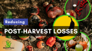 Reducing Post Harvest Losses