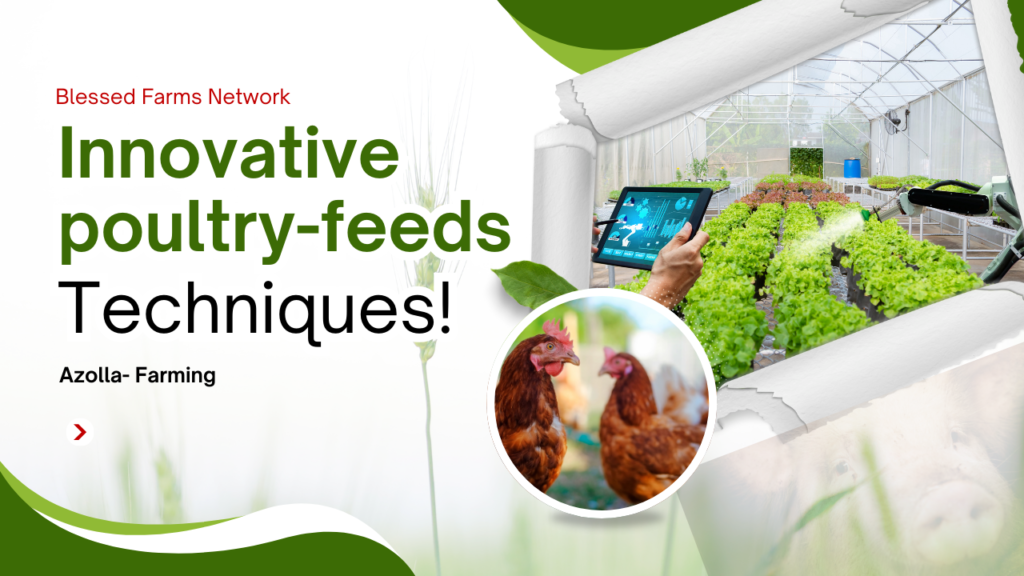 Innovative Poultry Feed Alternative _ Azolla Farming
