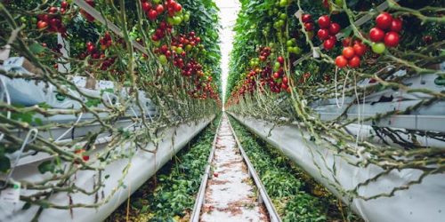 vertical farming vertical farming